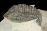 Dalejeproetus Trilobite - Uncommon Moroccan Proetid #98643-1